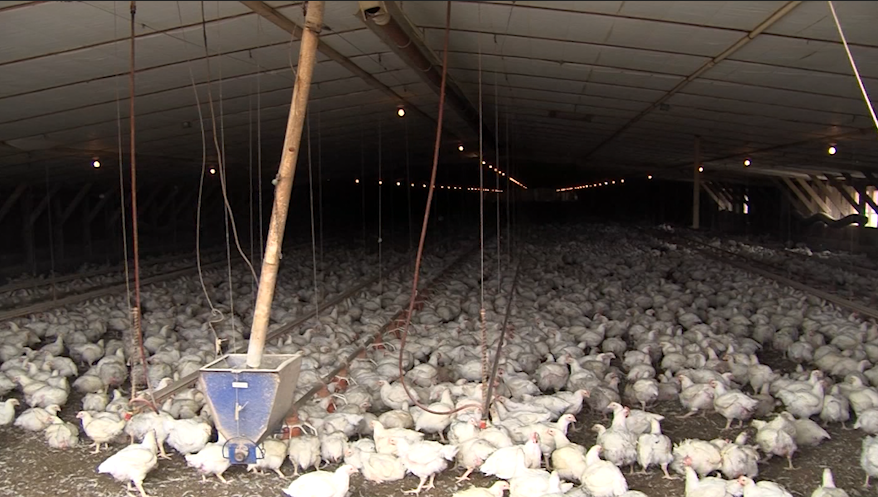 UPDATE: Delmarva Chicken Waste Debate: Advocacy Group Calls for Moratorium on Industrial Poultry Permits